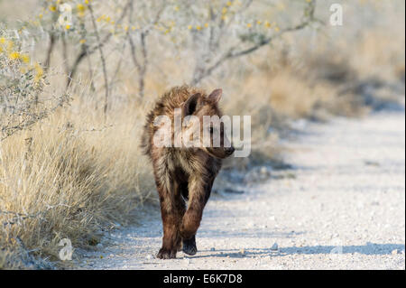 Spotted Hyena (Crocuta crocuta), sub-adulto a piedi sul suolo roccioso, il Parco Nazionale di Etosha, Namibia Foto Stock