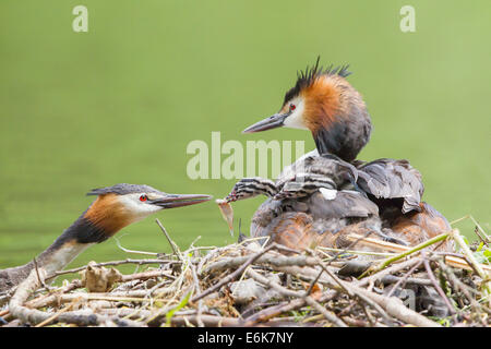 Svasso maggiore (Podiceps cristatus), alimentando un pulcino al nido, Nord Hesse, Hesse, Germania Foto Stock