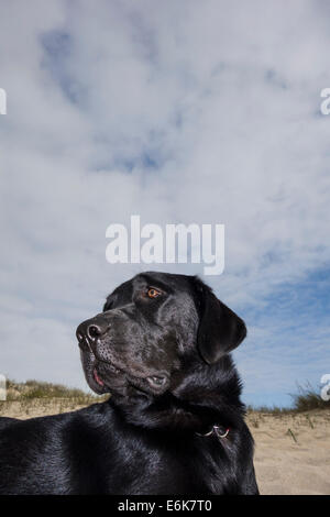 Nero Labrador Retriever cane sdraiato sulla spiaggia di fronte a una duna di sabbia Foto Stock