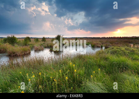 Tramonto sulla Palude in estate, Fochteloerveen, Friesland, Paesi Bassi Foto Stock