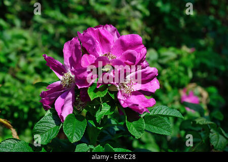 Bellissimi fiori rosa rosa canina Foto Stock