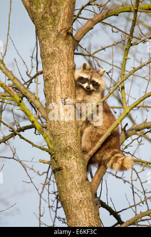 North American raccoon procione lotor Waschbaer Foto Stock