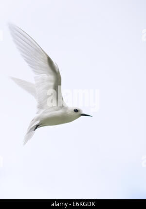 Fairy Tern in volo su St Helena island nel sud dell'Oceano Atlantico. Uno degli uccelli più comuni su St Helena Foto Stock