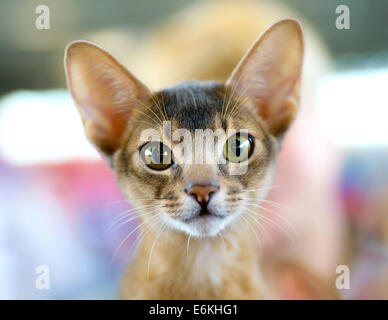 Animali: close-up ritratto di Giovane gatto abissino Foto Stock