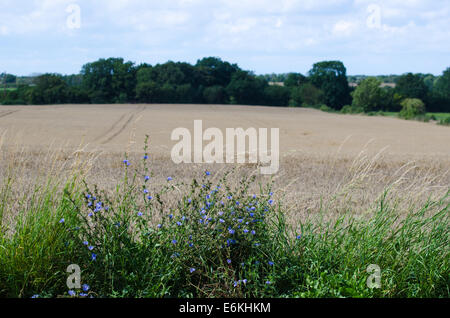 Le piante di fiori di cicoria da un campo di grano campo in un paesaggio rurale all'isola svedese Öland Foto Stock