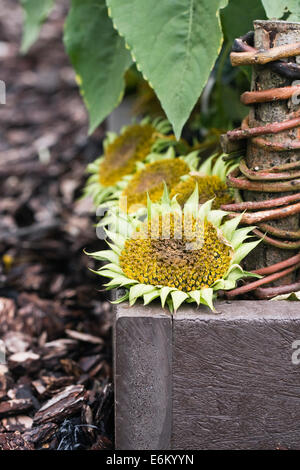 Helianthus annuus. Semi di girasole capi a sinistra in un giardino per gli uccelli. Foto Stock