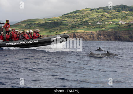 I turisti guarda un delfino macchiato atlantico (Stenella frontalis) durante un viaggio Whale-Watching. Azzorre, Oceano Atlantico. Foto Stock