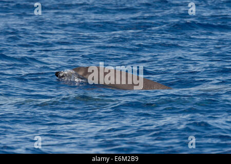 Fatturati Sowerbys balena (Mesoplodon Bidens) capretti affiorante, rare immagine inusuale. Azzorre, Oceano Atlantico. Foto Stock