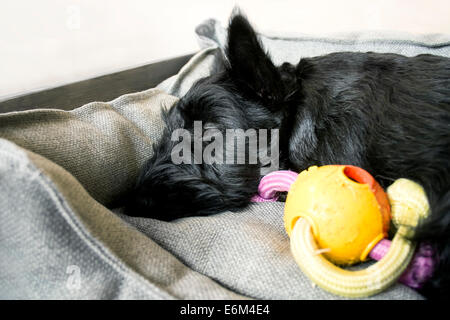 Cucciolo di scottish terrier sleeping Foto Stock