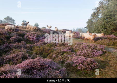 Pecore in fioritura viola heather nei Paesi Bassi Foto Stock