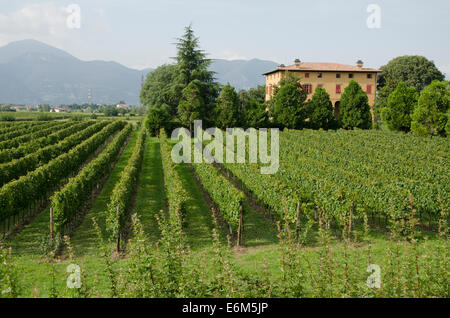 Cantina Azienda Agricola Fratelli Berlucchi Collina Berlucchi Borgonato. Lombardia, Italia. Foto Stock