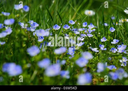 Questa immagine raffigura lo stabilimento di Veronica chamaedrys, noto anche come speedwell, in un prato estivo. La pianta è caratterizzata da piccoli fiori blu e si trova comunemente nei prati di fiori selvatici. La fotografia mostra la sua struttura delicata in primo piano, catturandone i colori vivaci. Foto Stock