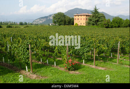 Cantina Azienda Agricola Fratelli Berlucchi Collina Berlucchi Borgonato. Lombardia, Italia. Foto Stock