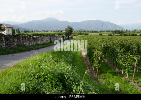 Cantina Azienda Agricola Fratelli Berlucchi Collina Berlucchi Borgonato. Lombardia, Italia. Foto Stock