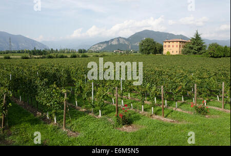 Cantina Azienda Agricola Fratelli Berlucchi Collina Berlucchi Borgonato. Lombardia, Italia. Foto Stock