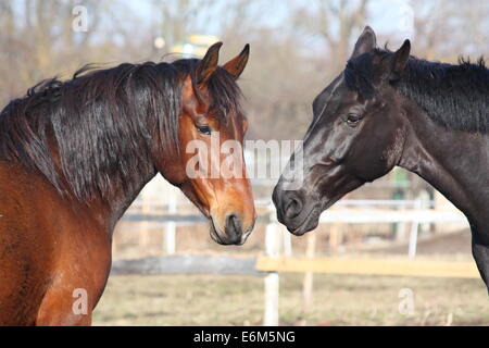 Nero e Marrone cavalli nuzzling ogni altro Foto Stock