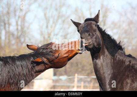 Nero e Marrone cavalli nuzzling ogni altro Foto Stock