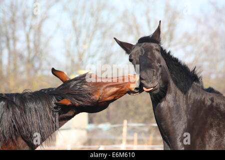 Nero e Marrone cavalli nuzzling ogni altro Foto Stock