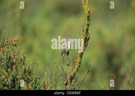 Sedge trillo (Acrocephalus schoenobaenus) Foto Stock