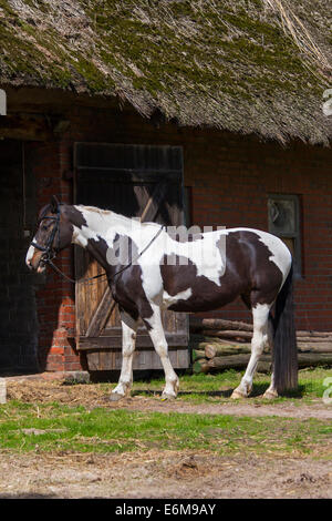 American Indian cavallo (Equus caballus ferus) Pinto cavallo con Tobiano macchiato il pattern di colori di fronte stabile al maneggio Foto Stock