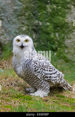 Civetta delle nevi (Bubo scandiacus / Nyctea scandiaca) ritratto di donna Foto Stock