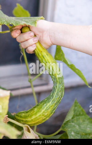 Vista ravvicinata della donna raccolta di cetriolo Foto Stock