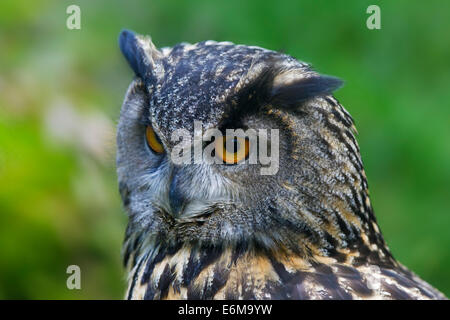 Gufo reale / Europea gufo reale (Bubo bubo) close up ritratto Foto Stock