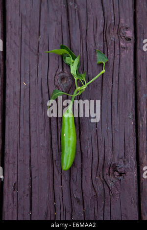 Vista ravvicinata di peperoncino verde pepe Foto Stock