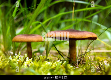 I funghi selvatici che crescono in foresta Foto Stock