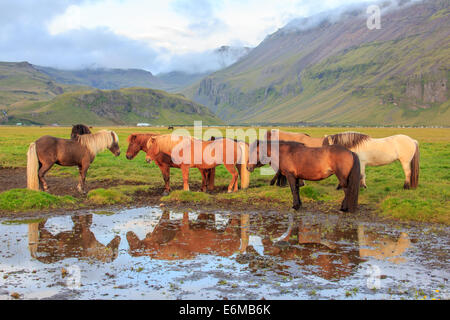 Cavalli islandesi Foto Stock