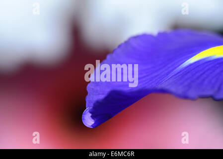 Goccia di acqua su un viola petalo di fiore Foto Stock