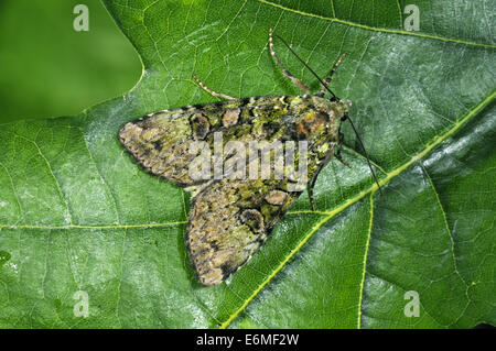 Archi verde - Anaplectoides prasina Foto Stock