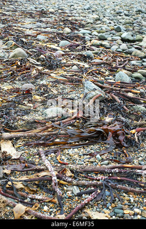 Ciottoli e alghe rosse sulla spiaggia, Rhosneigr, Anglesey, Galles del Nord Foto Stock