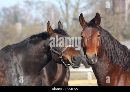 Nero e Marrone cavalli nuzzling ogni altro Foto Stock