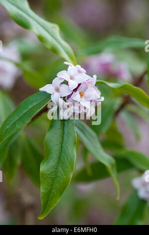 DAPHNE BHOLUA JACQUELINE POSTILL Foto Stock