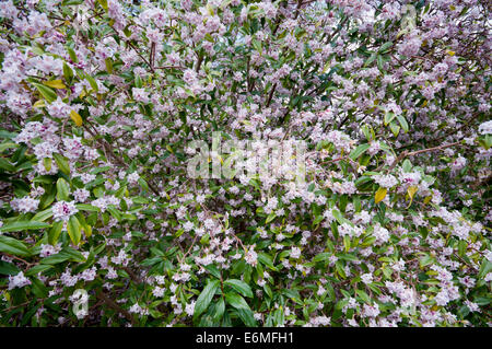 DAPHNE BHOLUA JACQUELINE POSTILL Foto Stock