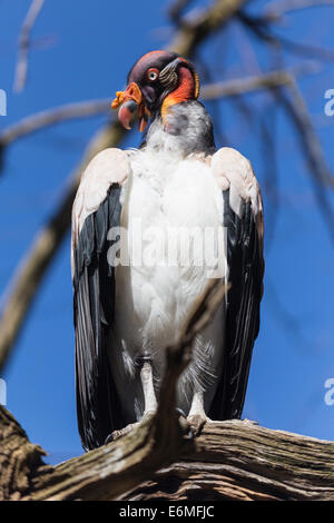 Un King Vulture (Sarcoramphus papa), in Vulture involucro in corrispondenza del ZSL London Zoo Foto Stock