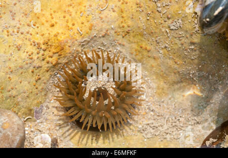 Aprire completamente Beadlet (Anemone Actinia equina) in un rock pool a Eastbourne Foto Stock