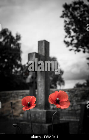 Papavero rosso contro un nero e sfondo bianco Foto Stock