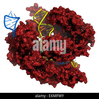 CRISPR-CAS9 gene complesso di editing da Streptococcus pyogenes. Il cas9 proteina nucleasi utilizza una guida sequenza di RNA per tagliare DNA. Foto Stock