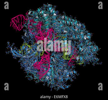 CRISPR-CAS9 gene complesso di editing da Streptococcus pyogenes. Il cas9 proteina nucleasi utilizza una guida sequenza di RNA per tagliare DNA. Foto Stock