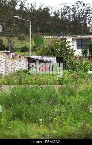 Provincia di Tungurahua, ECUADOR - 12 Maggio 2014: donna non identificato il giardinaggio tra il mais e altre piante Foto Stock