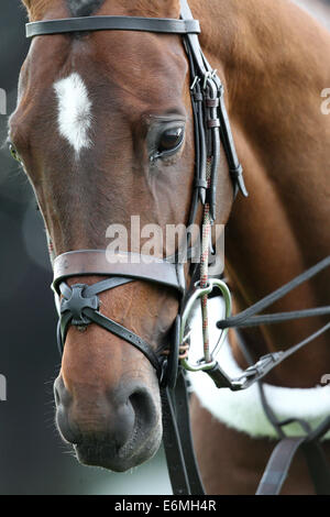 Un polo pony prima che la partita inizia nel 2013 Veuve Clicquot Polo Gold Cup, al Cowdray Park Polo Club Foto Stock