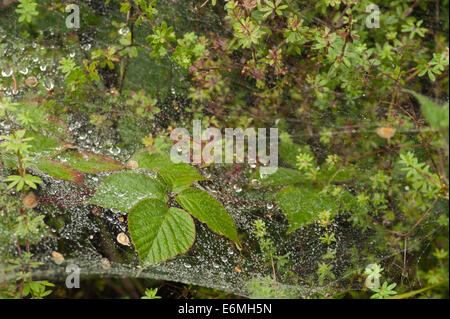 Le gocce di pioggia caduta di acqua su rovo la crescita di pianta catturati sospeso su filamenti sottili di spider web come foglio di caucciù recante sul fogliame Foto Stock