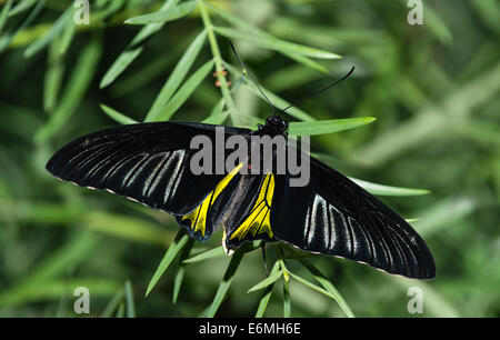 Golden Birdwing butterfly (Troides aeacus) arroccato su una foglia Foto Stock