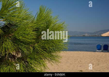 Pino di Aleppo sulla spiaggia Foto Stock