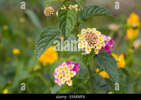 Lantana camara fiori. Foto Stock