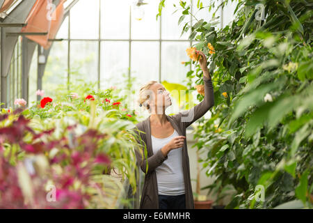 Fioristi donna che lavorano in serra. Foto Stock