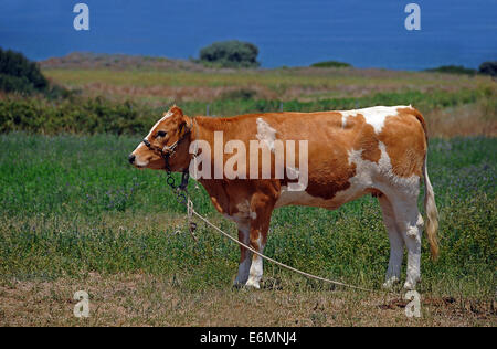 Mucca legati ad una fune, Tigaki, Kos, Grecia Foto Stock