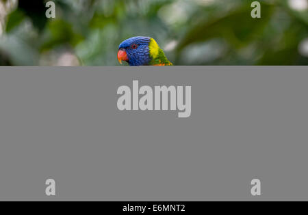 Swainson la Lorikeet o Rainbow Lorikeet (Trichoglossus haematodus moluccanus) arroccato su una corda in una voliera, Zoo di Hellabrunn Foto Stock